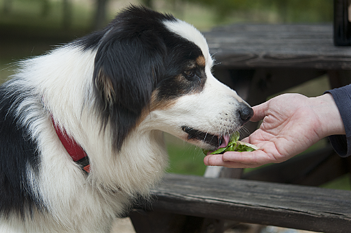 This adorable dog crashed our picnic.