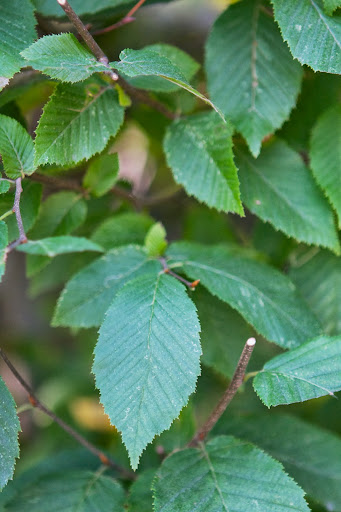 A closeup of the leaves - Hornbeam leaves turn a pleasing golden orange in the autumn, changing to brown with most foliage dropping off during winter.