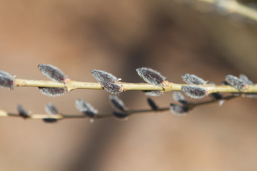 This unique variety of pussy willow is called Purple Heirloom. It has attractive blonde bark, thin grassy stems, and lots of small dark purple catkins.