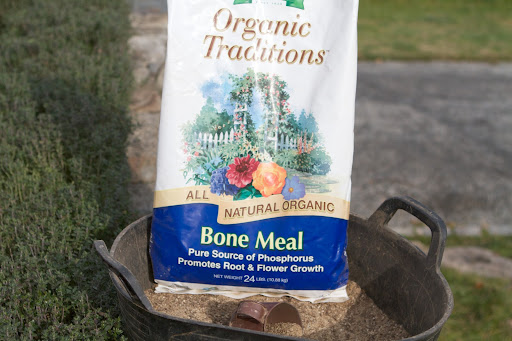 Bone meal, an excellent source for phosphorus, is an important soil amendment when planting bulbs.
