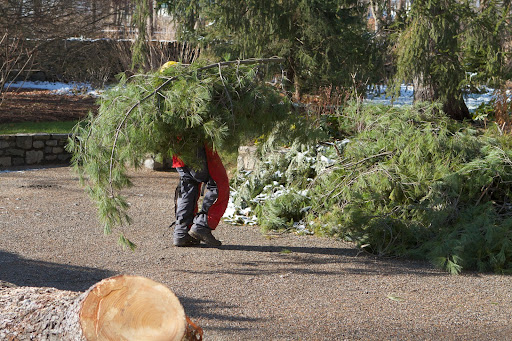 Their fluffy ends were set aside. The pine boughs will be laid atop the perennial beds as a form of winter mulch, which helps to control frost heave.