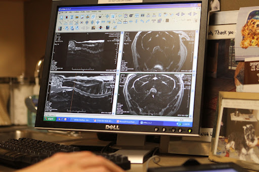 Francesca's MRI slides are on the bottom of the screen. They appear very similar to the dog's above.