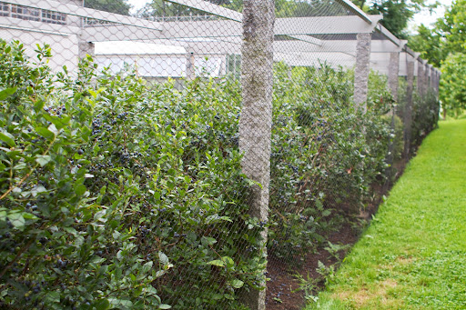 We have never seen a more prolific crop of blueberries at the farm. We have been picking and picking and are still picking!