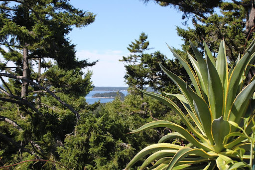 A look off the terrace to the water, with one of my agave plants to the right