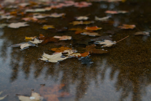 Leaves on the water