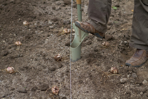 Because lily bulbs do not have the protection of a papery skin as other bulbs do, sunlight can harm them. Therefore, Ryan laid out small sections and planted them right away.
