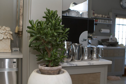 Between the kitchen and the servery, there is a matching pair of marble urns. Ryan chose a set of jade plants for here.