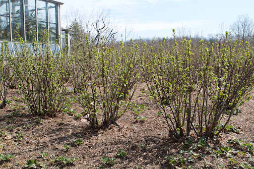 The currant bushes, next to the greenhouse, were so nicely pruned earlier in the spring by Wilmer, and are really leafing out.