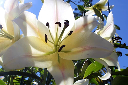 Many trumpet lilies are night-fragrant, which means they mainly release their scent primarily in the evening.
