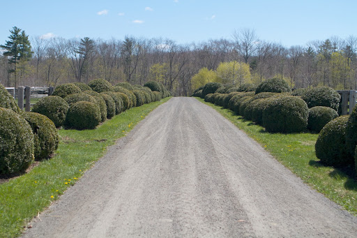 I told the ladies that I'm very concerned about boxwood blight, which is killing off entire hedges all around. On yesterday's blog, I showed how the crew is now sterilizing all of the pruners used on the farm. There is no sign of blight on the farm and hopefully there never will be.