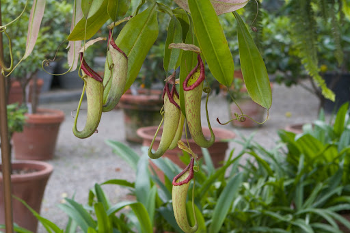 These plants are popularly known as tropical pitcher plants, or monkey cups. They grow naturally in the tropical regions of Asia, predominantly Thailand, Malaysia, Philippines, Indonesia, Singapore, and New Guinea.