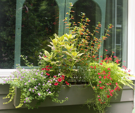 Hummingbird friendly annuals mix nicely with other plants. This window box contains cigar flower, coleus, petunias, nemesia, bacopa, sweet potato vine, and more.