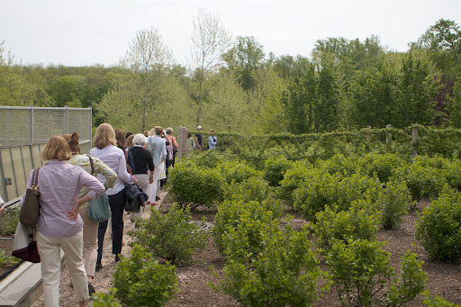 The group walked passed the gooseberries and black raspberries, which were freshly pruned this season.