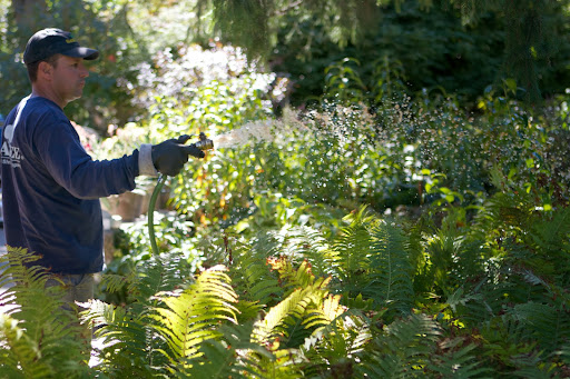 The shade garden beneath the spruce trees is heavily planted with perennials and injecting the soil there is difficult.