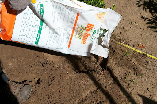 Organic Bio-Tone Starter was added to the hole. We use this Epsoma product for all transplants. This all-natural plant food has bacteria, humates and mycorrhizae, which help to increase root mass to avoid transplant loss, as well as increase shoot growth.