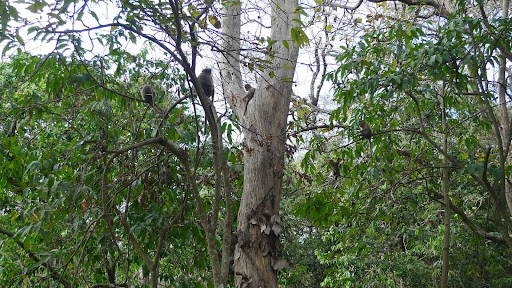 The park is an important habitat for tigers and elephants and is home to numerous other mammal and bird species including many that are endangered. These bonnet macaque monkeys were very easy to spot around the entrance to the park.