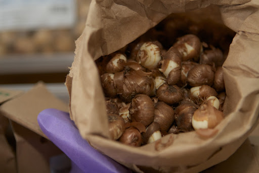 Van Engelen and John Scheepers are sister companies owned by the family of Jan S. Ohms. Jan was a third-generation Dutch flower bulb specialist who grew up in the Dutch bulb fields and spent his entire adult life importing and selling flower bulbs in the US after moving here from Holland.
