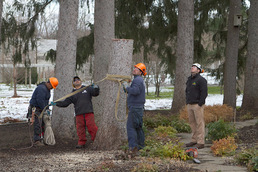 The crew then performed a similar task in the shade garden where two spruce trees snapped in the hurricane. You may recall my blog about the spruce falling on the Tenant House roof http://goo.gl/t1tBf