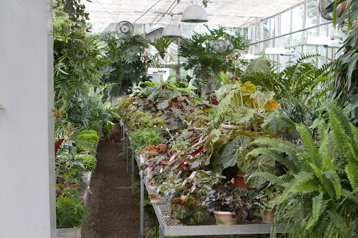 The opposite side of the greenhouse is where the more tender leafed plants are kept - begonias, ferns, orchids, etc.