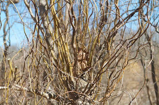 Having no fuzzy catkins, the main ornamental feature of matsudana are the contorted and twisted branches and twigs.
