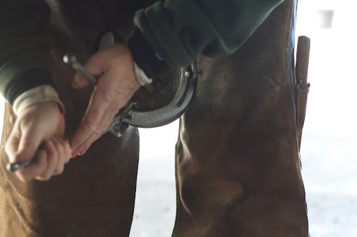 The first step is to remove the old shoe. Here, Linda is holding a hoof between her legs, which requires great finesse, caution, and strength. Linda uses a pair of pullers to loosen the nails.