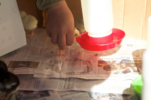 Chicks can be very thirsty when they arrive, so one by one, Phurba gently picked up the chicks, dipping their bills in the water, showing them where to drink.