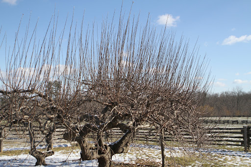 The vigorous, upward-growing branches on these apple trees is all last year's new growth, which needs to be removed.