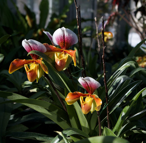 These extraordinary blooms are lady slipper orchids. I started this plant from tissue culture that I brought back from Asia. It's taken several years, but this display makes all efforts worth it!