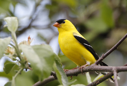 Like many bird species, adult females are not as brightly colored. In winter, both male and female goldfinch are quite drab in order to blend in with the barren landscape.