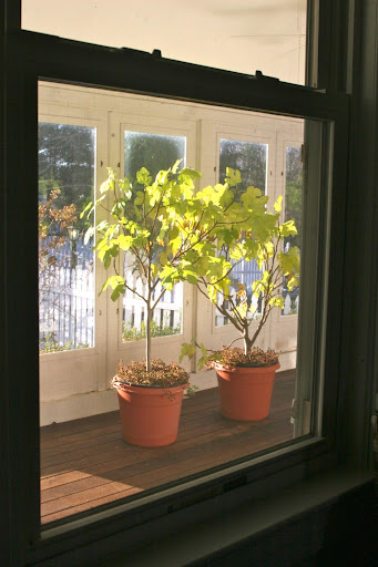 Jim was holding these two fig trees for me.