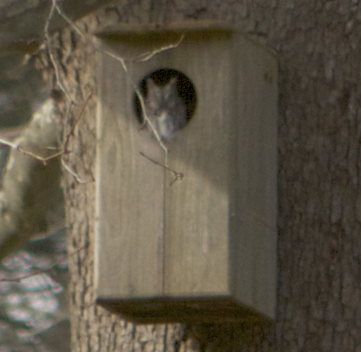 Zooming in, it looks to be an Eastern Screech Owl - gray morph. These compact raptors are about 7 to 10 inches tall and have a wingspan of about 18 to 24 inches. This was a lucky sighting as screech owls are far more often heard than seen.