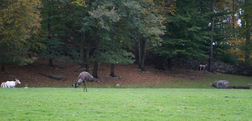 Giant rheas