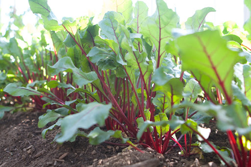 The beets are especially beautiful. This variety is Kestrel and produces perfect, round globes with excellent dark-red color and sweet flavor.