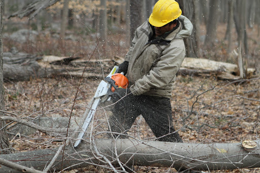The chainsaws have been working overtime sawing off branches.