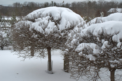 The standard lilacs are holding a lot of weight.