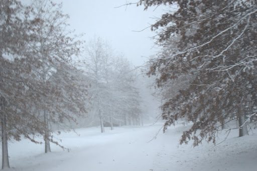 I have planted a few different allees at the farm. This is the allee of pin oak.