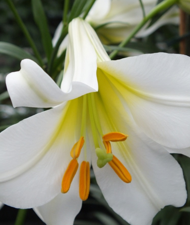 Chinese trumpet lily Regale Album - The inside of this flower is white with a pronounced yellow center while the outside is pure white. Photo credit: John Scheepers Catalog