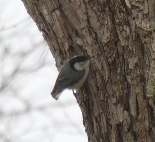 Nuthatches have an appetite for insects and large, meaty seeds. Their name comes from the bird's habit of cramming seeds and nuts into tree bark, then cracking them with their piercing bill, hatching out the seed from inside.