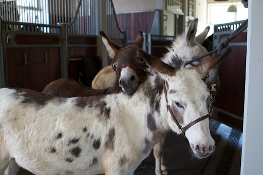 Inside the stable, Billie, Rufus, and Clive were waiting patiently for their stable to be mucked and lined with clean bedding.