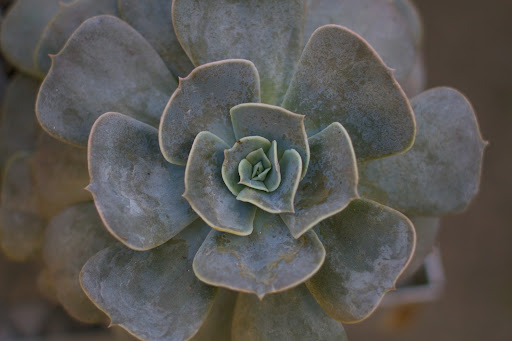 The compact rosettes of fleshy echeveria