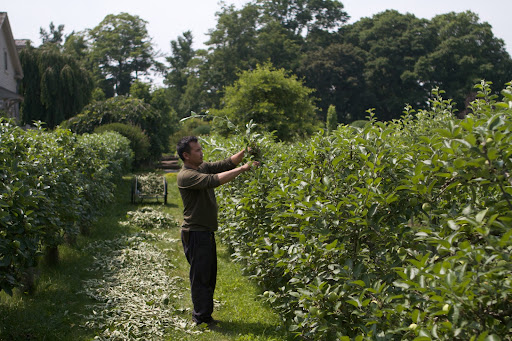 Even though all of the apple trees on the farm had been expertly pruned during the winter, the apple trees trained as espaliers had become extremely overgrown and needed to be trimmed back.