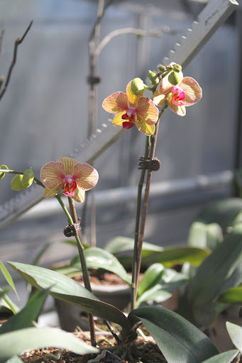 Repotting also proved beneficial to the Phalaenopsis orchids because, they too, have gorgeous blooms, like this one.