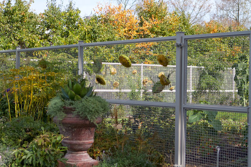 The fence around the cutting garden is adorned with the giant seed heads of Russian mammoth sunflowers, which grew beautifully this season. Birds love eating sunflower seeds.
