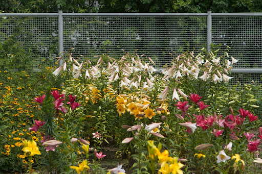 Many kinds of lilies have been blooming in the flower garden. They are a combination of trumpet, Oriental, Asiatic, and Orienpet lilies.