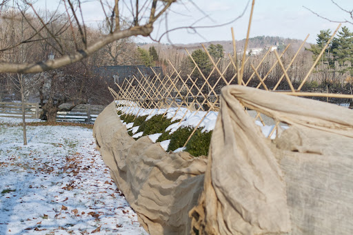Burlap is purchased on industrial-size rolls and we try to reuse as much of it as possible year after year.
