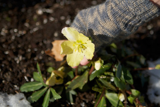 The so called Christmas rose, hellebores are particularly valued by gardeners for their winter and early spring flowering period. This yellow one was only recently planted.