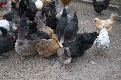 The chickens also eat a rich diet of vegetable and fruit scraps every single day, which they love. I bring them home from our company's test kitchens in NY City and from my daughter's prolific home kitchen.