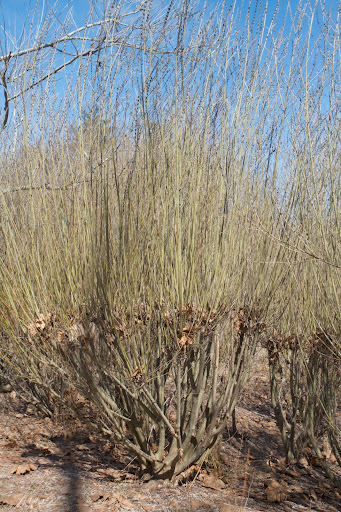 Although they can be allowed to grow unpruned, pussy willow will benefit from regular pruning after blooming. These bushes were pruned heavily two years ago.