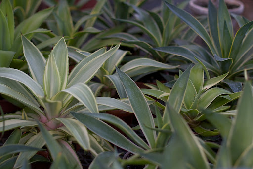 And agave