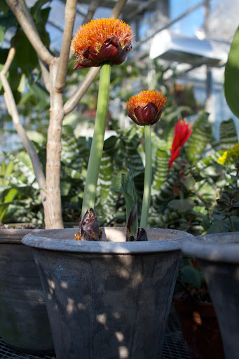However, at this time of year, to find other flowers, it's best to look in the greenhouse. This fabulous flower is a scadoxus, native to South Africa.